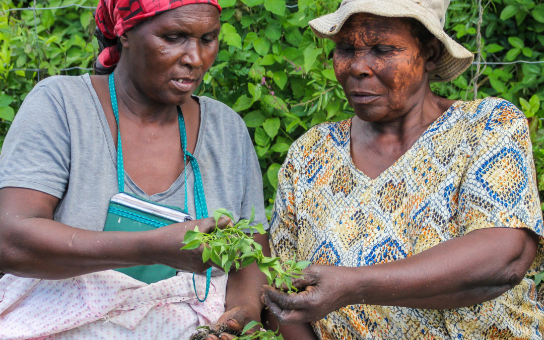 Thanda - Mujeres en agricultura